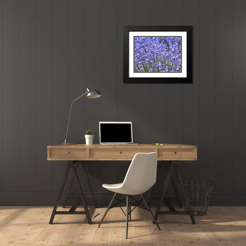 Lavender Field IX Black Modern Wood Framed Art Print with Double Matting by Medeiros, Celito