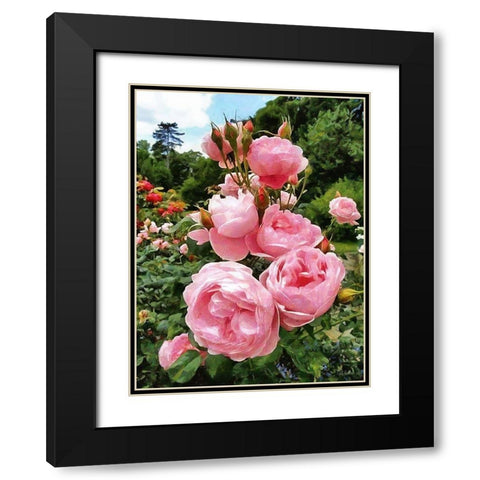 Pink Roses Black Modern Wood Framed Art Print with Double Matting by Medeiros, Celito