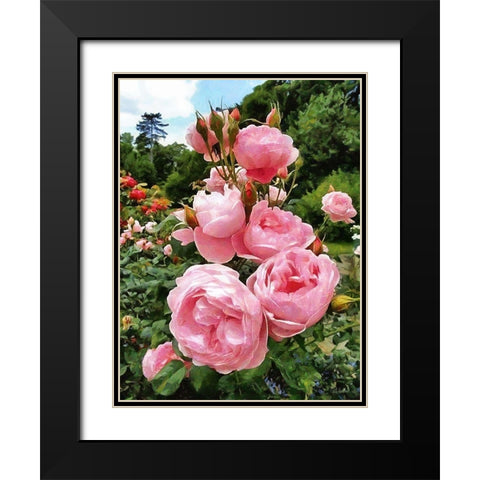 Pink Roses Black Modern Wood Framed Art Print with Double Matting by Medeiros, Celito