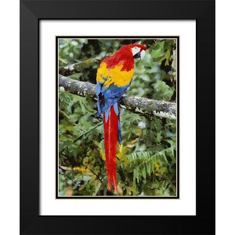 Red, Yellow and Blue Parrot Black Modern Wood Framed Art Print with Double Matting by Medeiros, Celito