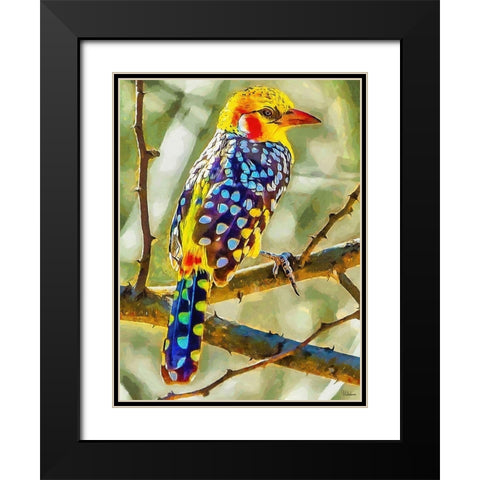Nice colorful Bird Black Modern Wood Framed Art Print with Double Matting by Medeiros, Celito