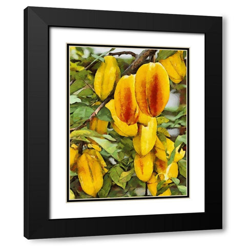 Tropical Fruit IV Black Modern Wood Framed Art Print with Double Matting by Medeiros, Celito