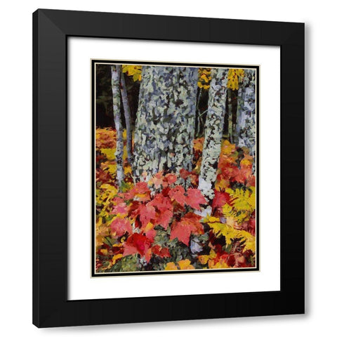 Birch Variation V Black Modern Wood Framed Art Print with Double Matting by Medeiros, Celito