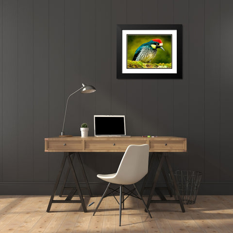Red Head Bird Black Modern Wood Framed Art Print with Double Matting by Medeiros, Celito