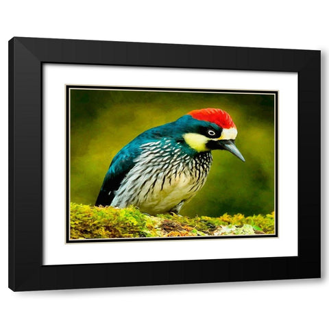 Red Head Bird Black Modern Wood Framed Art Print with Double Matting by Medeiros, Celito