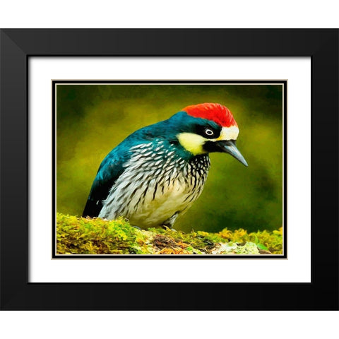 Red Head Bird Black Modern Wood Framed Art Print with Double Matting by Medeiros, Celito