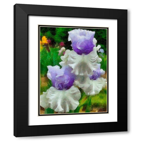 White and Purple Iris Black Modern Wood Framed Art Print with Double Matting by Medeiros, Celito