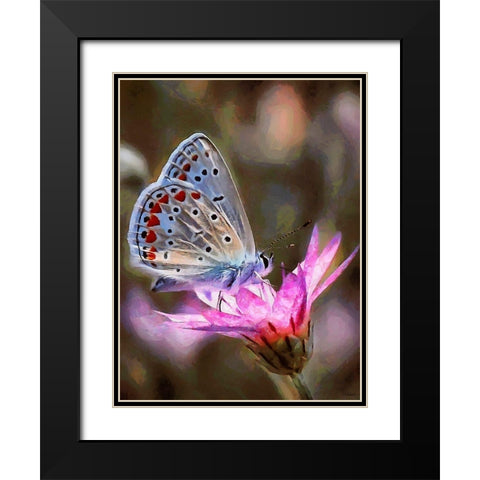 Butterfly on Pink Flower Black Modern Wood Framed Art Print with Double Matting by Medeiros, Celito
