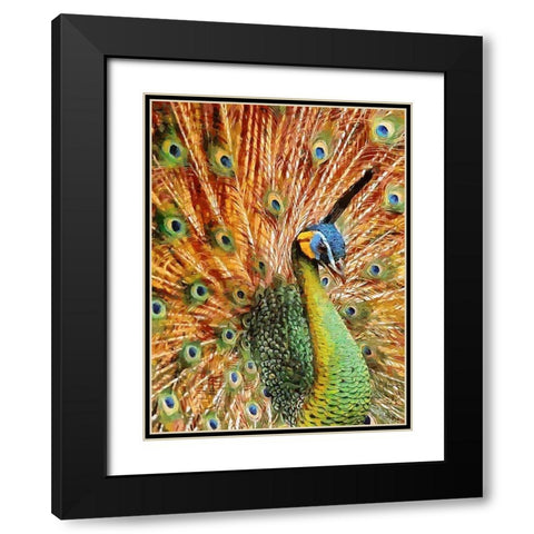 Beautiful Peacock Black Modern Wood Framed Art Print with Double Matting by Medeiros, Celito