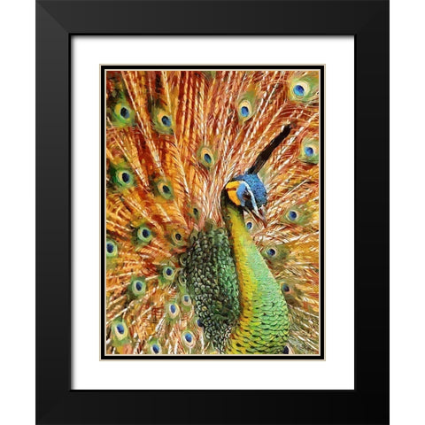 Beautiful Peacock Black Modern Wood Framed Art Print with Double Matting by Medeiros, Celito