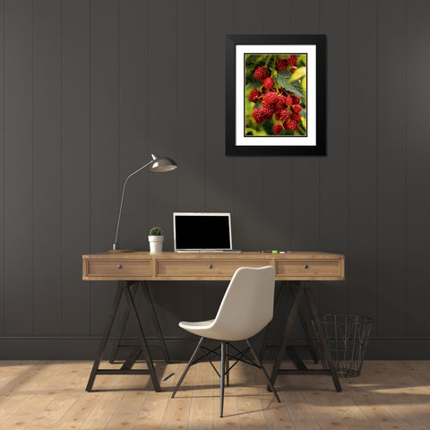 Red Raspberries Black Modern Wood Framed Art Print with Double Matting by Medeiros, Celito