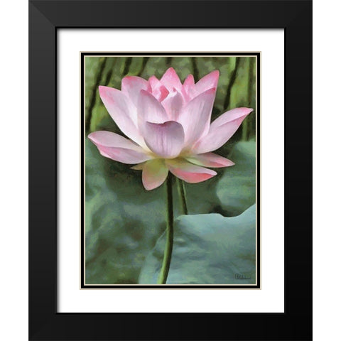 Watter Lilly II Black Modern Wood Framed Art Print with Double Matting by Medeiros, Celito