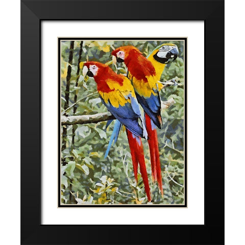 Three Parrots Black Modern Wood Framed Art Print with Double Matting by Medeiros, Celito