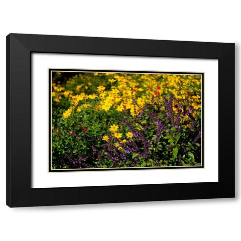 Wildflowers I Black Modern Wood Framed Art Print with Double Matting by Knoble