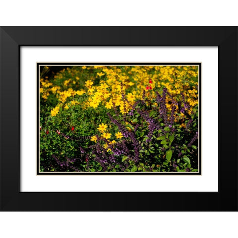 Wildflowers I Black Modern Wood Framed Art Print with Double Matting by Knoble