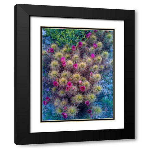 Cactus Blooms I Black Modern Wood Framed Art Print with Double Matting by Knoble