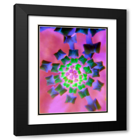 Radial Bowties I Black Modern Wood Framed Art Print with Double Matting by Grayscale