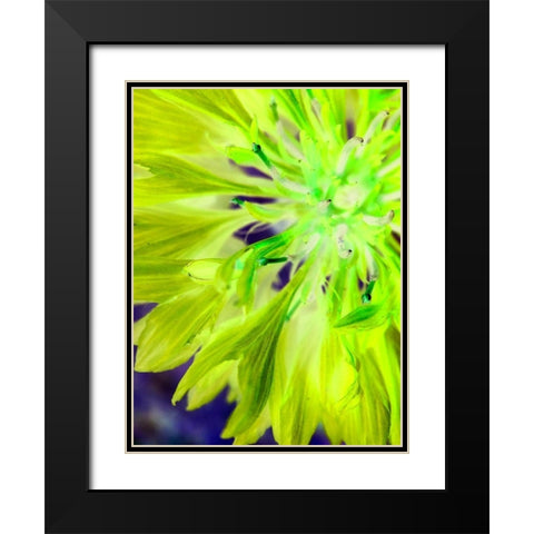 Natural Glow II Black Modern Wood Framed Art Print with Double Matting by Grayscale