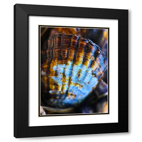Wet Shell I Black Modern Wood Framed Art Print with Double Matting by Grayscale