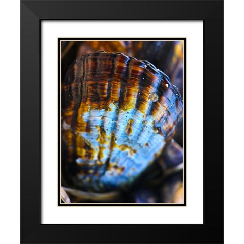 Wet Shell I Black Modern Wood Framed Art Print with Double Matting by Grayscale