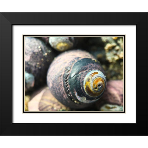 Shell Spiral I Black Modern Wood Framed Art Print with Double Matting by Grayscale