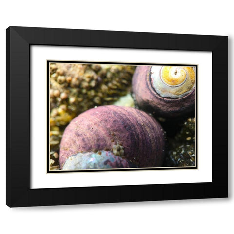 Shell Spiral II Black Modern Wood Framed Art Print with Double Matting by Grayscale