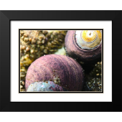 Shell Spiral II Black Modern Wood Framed Art Print with Double Matting by Grayscale