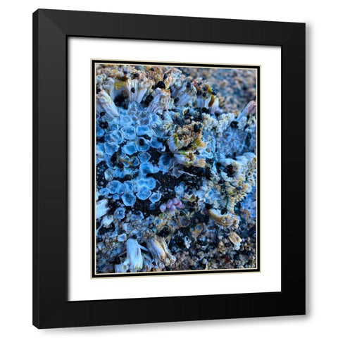 Coral Mussels I Black Modern Wood Framed Art Print with Double Matting by Grayscale