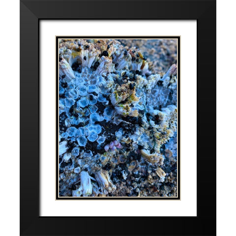 Coral Mussels I Black Modern Wood Framed Art Print with Double Matting by Grayscale
