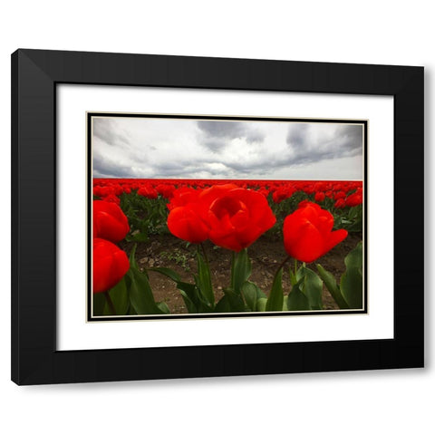 Red Tulip Field Black Modern Wood Framed Art Print with Double Matting by Grayscale