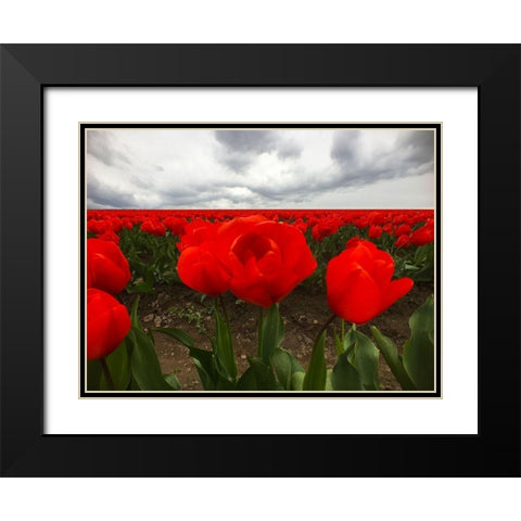 Red Tulip Field Black Modern Wood Framed Art Print with Double Matting by Grayscale