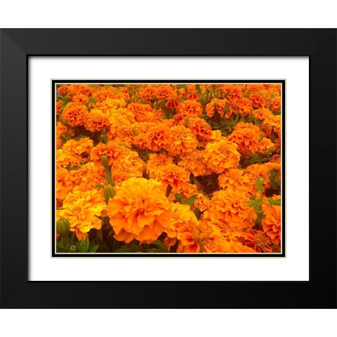 Chrysanthemums I Black Modern Wood Framed Art Print with Double Matting by Grayscale