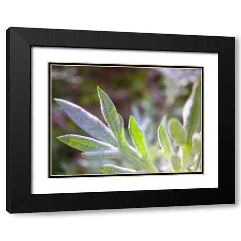 Silver Leaves I Black Modern Wood Framed Art Print with Double Matting by Grayscale
