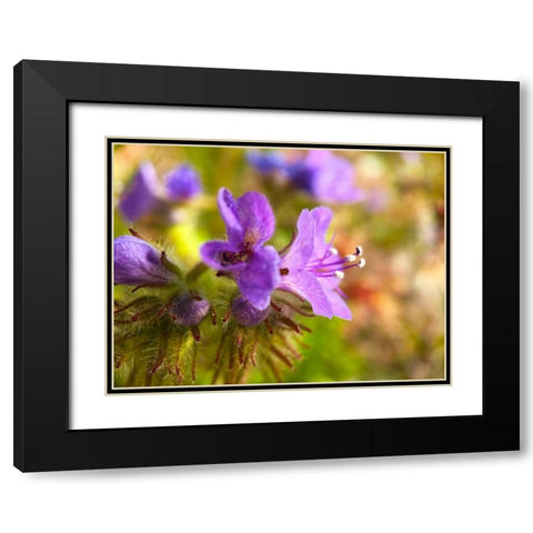 Purple Fuzzy I Black Modern Wood Framed Art Print with Double Matting by Grayscale