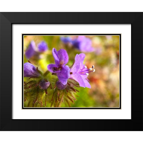 Purple Fuzzy I Black Modern Wood Framed Art Print with Double Matting by Grayscale