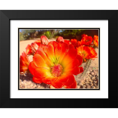 Hedgehogs I Black Modern Wood Framed Art Print with Double Matting by Grayscale