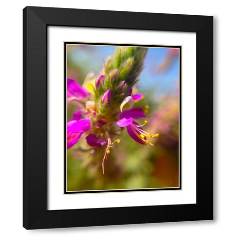 Exploding Buds II Black Modern Wood Framed Art Print with Double Matting by Grayscale