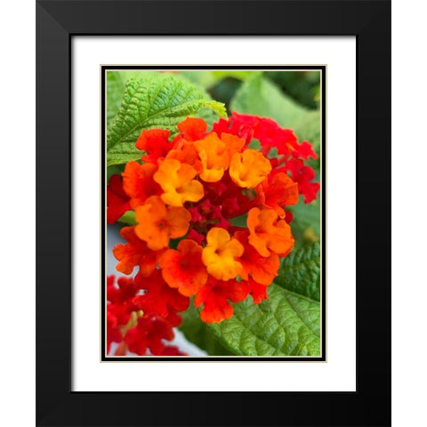 Lantana I Black Modern Wood Framed Art Print with Double Matting by Grayscale