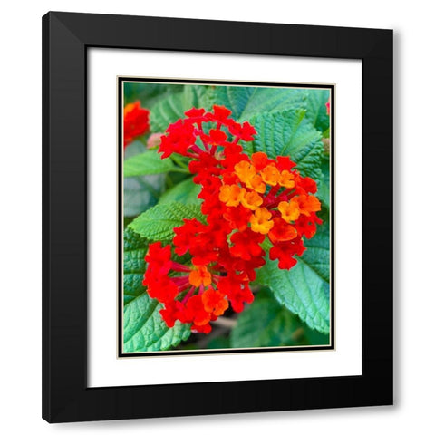 Lantana II Black Modern Wood Framed Art Print with Double Matting by Grayscale