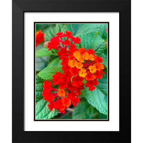 Lantana II Black Modern Wood Framed Art Print with Double Matting by Grayscale