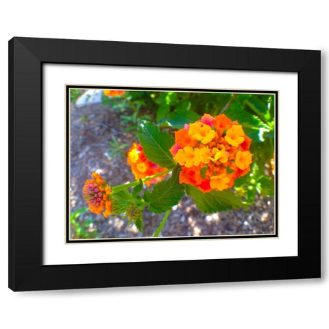 Lantana V Black Modern Wood Framed Art Print with Double Matting by Grayscale