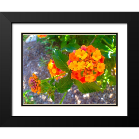 Lantana V Black Modern Wood Framed Art Print with Double Matting by Grayscale