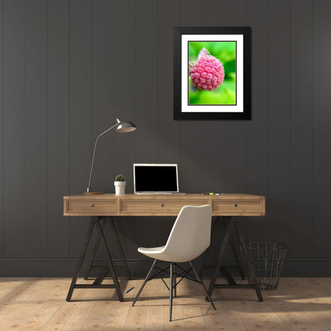 Pink Cluster I Black Modern Wood Framed Art Print with Double Matting by Grayscale