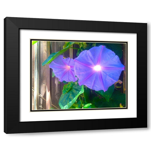 Morning Glory I Black Modern Wood Framed Art Print with Double Matting by Grayscale