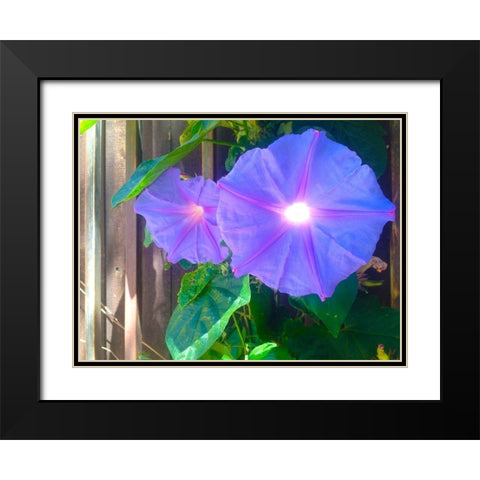 Morning Glory I Black Modern Wood Framed Art Print with Double Matting by Grayscale
