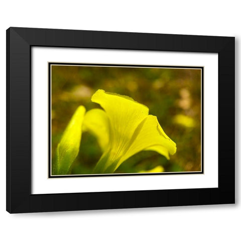 Yellow Wildflower III Black Modern Wood Framed Art Print with Double Matting by Grayscale