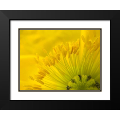 Yellow Wildflower V Black Modern Wood Framed Art Print with Double Matting by Grayscale