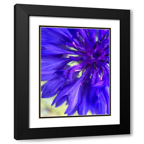 Purple Wildflower I Black Modern Wood Framed Art Print with Double Matting by Grayscale