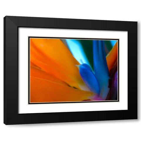 Bird Of Paradise I Black Modern Wood Framed Art Print with Double Matting by Grayscale