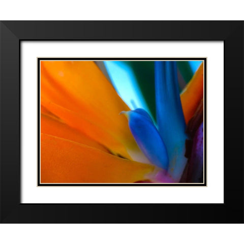 Bird Of Paradise I Black Modern Wood Framed Art Print with Double Matting by Grayscale